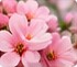 Pink blossoms
