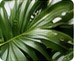 Tropical leaf